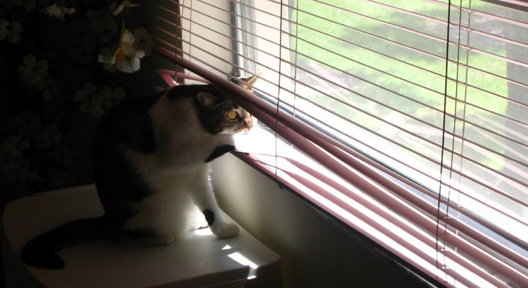 Cat peeking through aluminum blinds in Indianapolis.